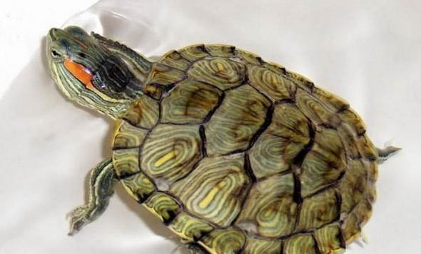 巴西龟一般能活多久呢