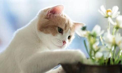 猫咪应激反应症状有哪些