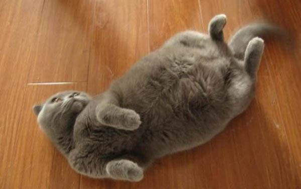 猫咪咳嗽的原因及解决办法