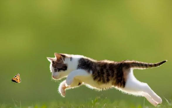 新买的小猫需要猫瘟