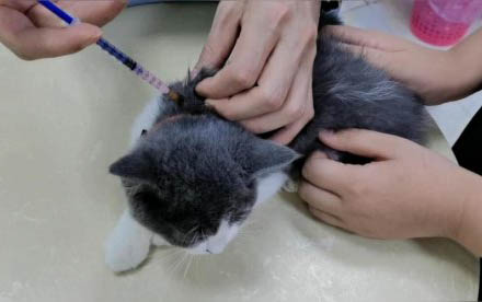 请问猫咪呕吐的原因及处理方法?