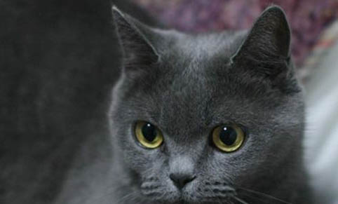 猫咪吃异物呕吐要禁食多久