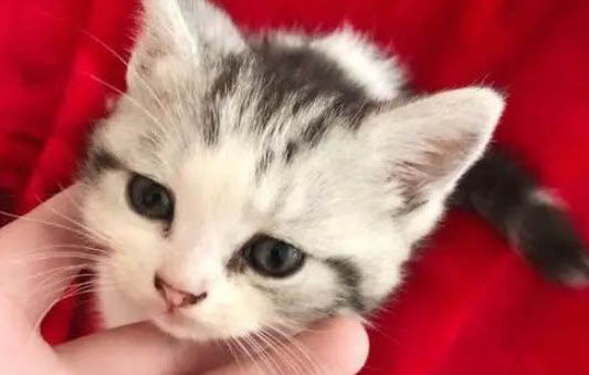 如何跟小奶猫亲近