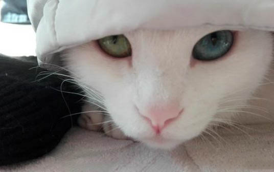 小猫一直拉肚子怎么回事