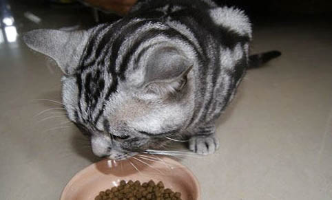 猫咪呕吐后要禁食多久喂益生菌