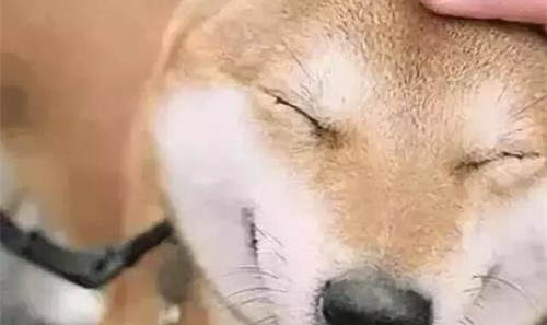 狗瘟好转后腿抽筋是什么原因