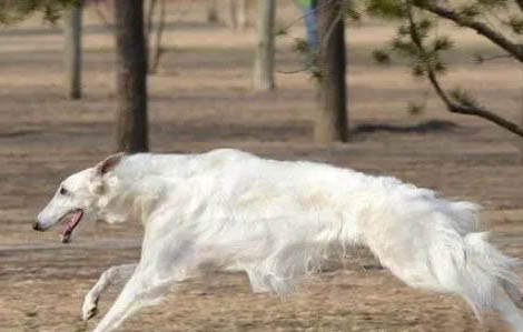 怎么判断苏俄猎狼犬得了什么病