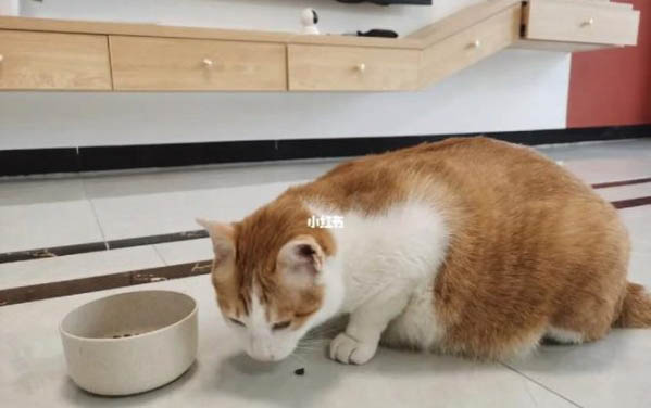 猫咪好几天没回家怎么办