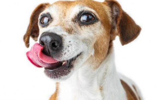 狗狗冬天会怕冷吗