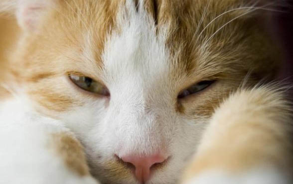 白色小猫品种有哪些