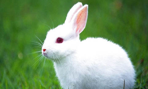 兔子不吃食、仰头呼吸急促时怎么回事？