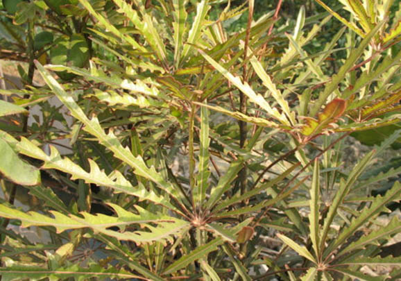 孔雀鱼肚子变大是不是怀孕了,如何区分