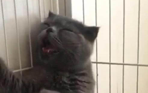 猫滴了跳蚤药几天会全部消灭?