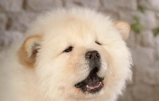 松狮犬为什么不适合家养