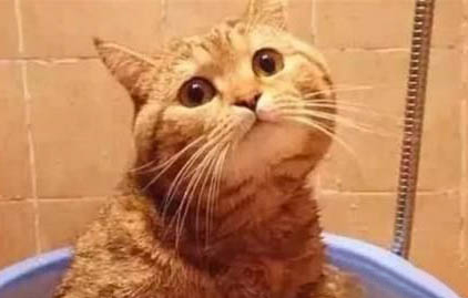 猫不拉屎会憋死吗为什么