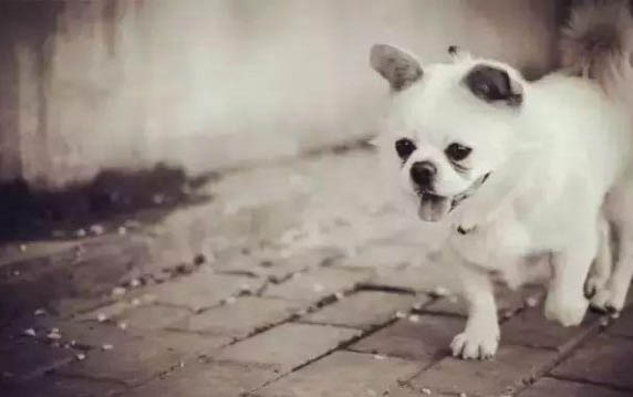 狗狗肛门发炎会自愈吗
