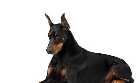 杜高犬老掉毛的原因及处理方法