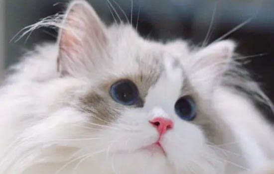布偶猫怎么看公母?