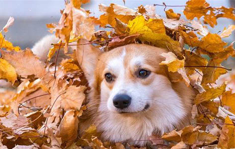 狗狗怀孕多久会下奶