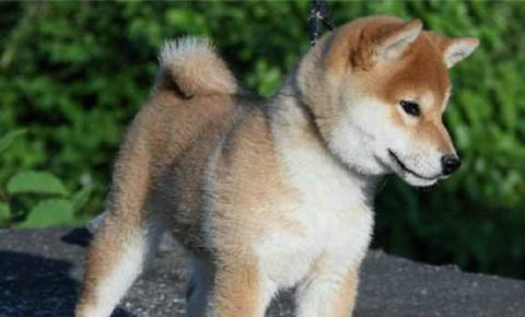 如何挑选秋田犬幼犬