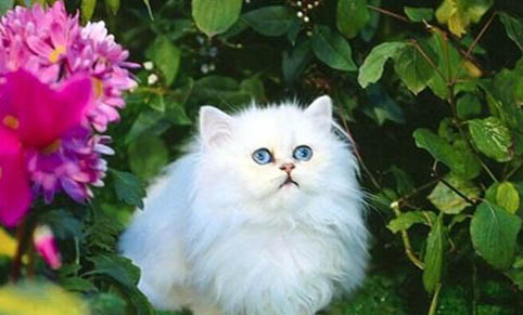 清除猫咪牙结石的小妙招