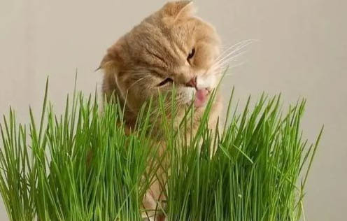 眼睛变化的猫咪