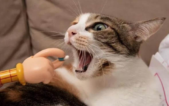 猫咪角膜炎初期症状