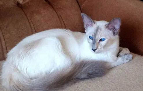 请问猫咪呕吐的原因及处理方法？
