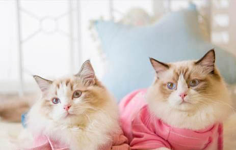 猫咪耳螨严重吗