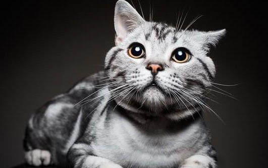 便宜好用的豆腐猫砂有哪些?