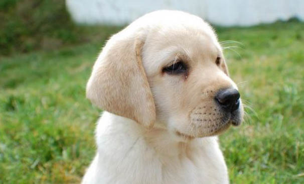 公犬发情期大概持续多久呢?