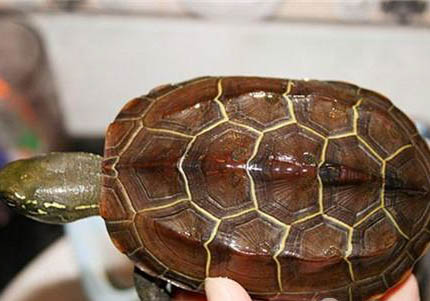 草龟和花龟的区别是什么