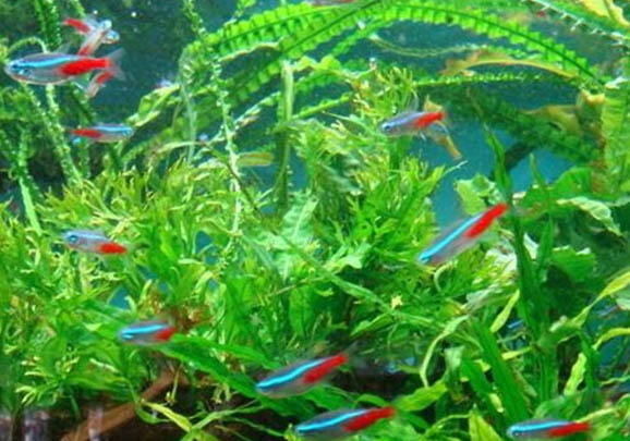 红绿灯鱼能繁殖吗