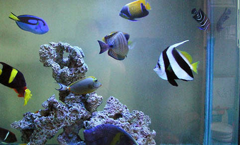 鱼缸爆氧对鱼有好处吗？