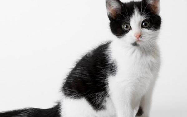 猫咪做完驱虫后多久可以舔毛