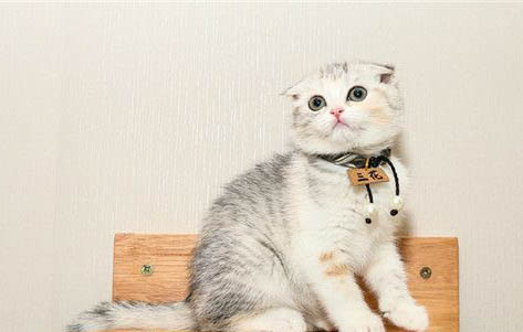 猫咪出现应激反应怎么办