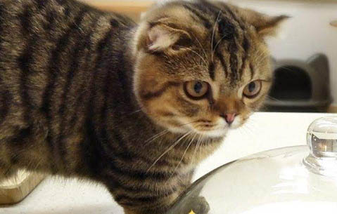 一袋猫粮能吃多久