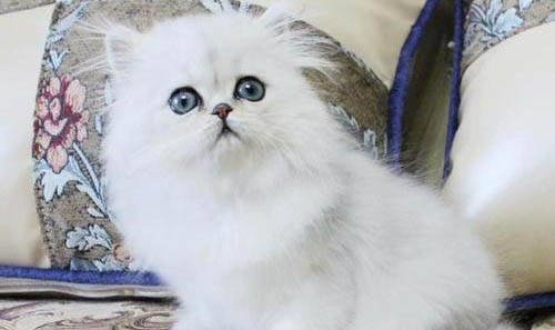 请问猫咪呕吐的原因及处理方法?