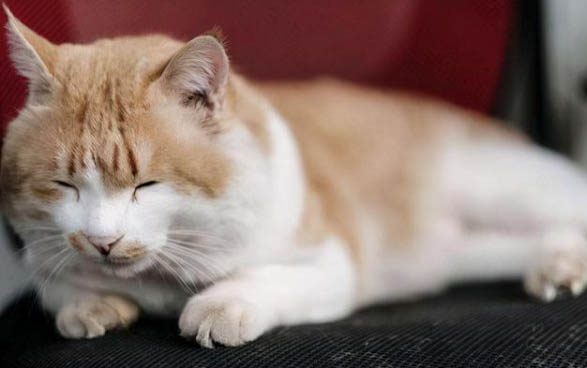 小猫肠梗阻还能活多久?
