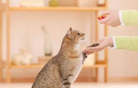 求猫咪肠梗阻治疗方法