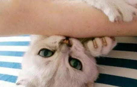 三个月的小猫感冒了该怎么办