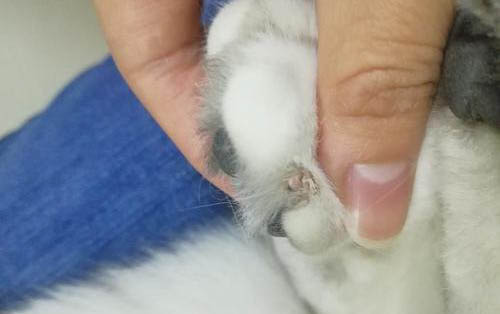 猫咪睡觉为什么贴着主人头呢