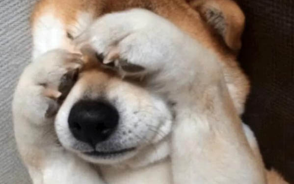 狗狗眼睛有红血丝的原因有哪些