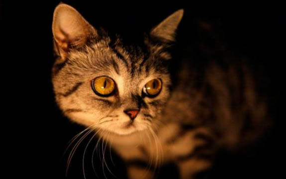 小猫掉胡子是怎么回事