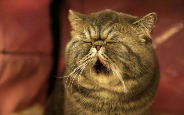 猫咪指甲剪出血了该怎么办