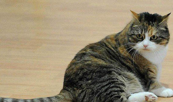 猫咪打完妙三多多长时间发烧