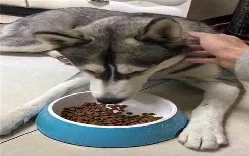 哈士奇犬三大减肥方法
