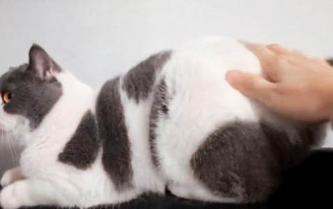 小猫出生多久打疫苗