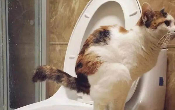 小猫咪可以吃猫条吗