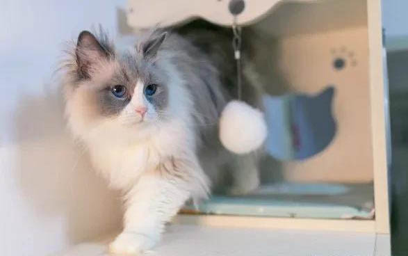 小猫白细胞减少的原因及处理方法